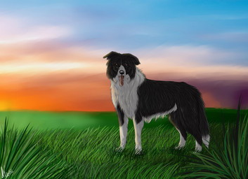 black_body black_fur black_nose brown_eyes cloud detailed_background feral floppy_ears folded_ears fur grass looking_at_viewer multicolored_body multicolored_fur plant side_view sky solo standing sunset tongue tongue_out white_body white_fur cinta border_collie canid canine canis collie domestic_dog herding_dog mammal pastoral_dog sheepdog 2015