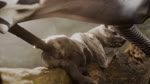acacia_(hiad) against_natural_surface against_surface anal anal_penetration animal_genitalia animal_penis backsack balls body_part_in_ass duo equine_genitalia equine_penis erection feral feral_on_feral feral_penetrated feral_penetrating feral_penetrating_feral from_behind_position genitals interspecies large_penetration lying male male/male male_penetrated male_penetrating male_penetrating_male nature nature_background on_side outside outside_sex penetration penile penile_penetration penis realistic_feral sex size_difference smaller_penetrated tail hiad patreon baobab_(hiad) equid equine hyena mammal spotted_hyena zebra 16:9 2025 3d_(artwork) 3d_animation animated digital_media_(artwork) hi_res short_playtime sound webm widescreen