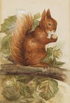 1903 20th_century ancient_art beatrix_potter brown_body brown_eyes brown_fur eurasian_red_squirrel feral fluffy fluffy_tail fur graphite_(artwork) holding_object in_tree leaf male mammal mixed_media nude painting_(artwork) pencil_(artwork) plant public_domain rodent sciurid side_view sitting sitting_on_branch solo squirrel_nutkin tail traditional_media_(artwork) tree tree_squirrel watercolor_(artwork) white_body white_fur