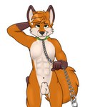 animal_genitalia animal_penis anthro chain countershading genitals leash male nude penis sheath solo jebbthefoxy canid canine fox mammal red_fox true_fox hi_res