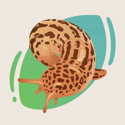ambiguous_gender antennae_(anatomy) brown_spots curled_up eyestalks feral glistening glistening_body gradient markings orange_body simple_background solo spots spotted_body tan_body white_background cuttledreams gastropod invertebrate leopard_slug mollusk slug 1:1 digital_drawing_(artwork) digital_media_(artwork) watermark