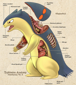 4_fingers ambiguous_gender anatomy anthro biped brown_eyes countershade_face countershade_neck countershade_torso countershading cross_section fingers furrowed_eyebrows grey_body guts intestines looking_aside open_mouth orange_body organs paper_background plantigrade red_tongue rib_cage semi-anthro side_view simple_background snout solo tan_background teeth text tongue tongue_showing twitter_handle white_sclera yellow_body yellow_countershading christopher_stoll nintendo pokemon pokenatomy generation_2_pokemon pokemon_(species) typhlosion 2022 absurd_res biological_illustration copyright_name digital_drawing_(artwork) digital_media_(artwork) english_text exploded-view_drawing full-length_portrait hi_res portrait species_name technical_illustration
