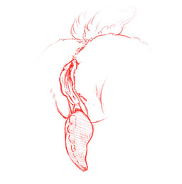 anatomy anus fluffy fluffy_tail genitals herm intersex penis penis_tentacles ridged_penis solo tail tentacles vulva hotot_harlot addison_(deltarune) humanoid hi_res trans_(lore)