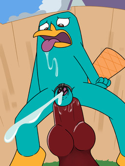 anthro balls bodily_fluids chastity_cage chastity_device cum_while_chaste dildo drooling ejaculation genitals hands-free knot knotted_dildo large_penetration male open_mouth outside penetration penis riding_dildo saliva sex_toy solo tongue tongue_out aaron_amethyst disney phineas_and_ferb perry_the_platypus mammal monotreme platypus 3:4 absurd_res hi_res
