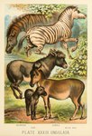 ambiguous_gender backsack balls feral genitals group hooves male plant quadruped striped_body stripes tail text young young_feral hugh_craig public_domain asinus donkey equid equine mammal plains_zebra quagga recently_extinct_species zebra 1897 19th_century absurd_res ancient_art biological_illustration hi_res technical_illustration traditional_media_(artwork) zoological_illustration