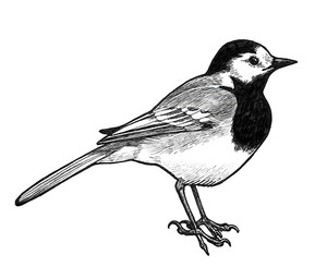 ambiguous_feral ambiguous_gender beady_eyes claws feathered_wings feathers feral mouth_closed side_view simple_background solo tail tail_feathers wings heatherwolf avian bird motacillid oscine passerine wagtail low_res monochrome