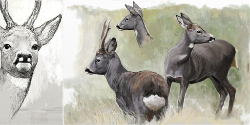 antlers black_body black_eyes black_fur black_nose brown_body brown_fur duo feral fur grass horn markings plant quadruped solo white_markings renum63 deer mammal new_world_deer roe_deer 2016 multiple_images