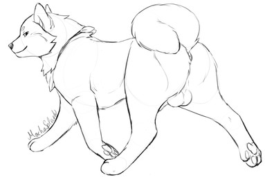 animal_genitalia anus balls butt canine_genitalia curled_tail digitigrade feral fur genitals kerchief looking_at_viewer male neckwear pawpads paws presenting quadruped sheath smile smiling_at_viewer smirk snout solo tail trotting mochasplash kenzo_the_akita_inu akita akita_inu canid canine canis domestic_dog mammal spitz digital_drawing_(artwork) digital_media_(artwork) monochrome sketch