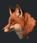 black_background black_nose detailed_fur fur inner_ear_fluff orange_body orange_fur simple_background solo tuft whiskers white_body white_fur kippycube canid canine fox mammal 2018 detailed headshot_portrait portrait