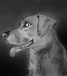 ambiguous_gender feral floppy_ears glistening glistening_eyes looking_at_viewer open_mouth simple_background solo whiskers yookie canid canine canis domestic_dog mammal bust_portrait hi_res monochrome portrait