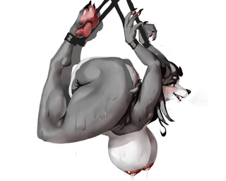 anthro backbend big_breasts bodily_fluids breasts contortionism extreme_contortion feet female flexible fur genitals green_eyes grey_body grey_fur humanoid_genitalia lactating looking_at_viewer milk nipples paws soles solo sweat thick_thighs wide_hips gyy canid canine mammal 5:4