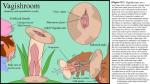 ambiguous_form balls clothing diagram egg female fungus genital_shot genitals infestation inflation leaf male oviposition ovipositor parasite penetration penetration_interlock penis penis_shot plant pussy pussy_shot roots sex_shot species_sheet spores text urethral urethral_penetration vein daniwolf elemental_creature fungi_fauna human mammal pussy_creature vagishroom 16:9 biological_illustration english_text model_sheet technical_illustration widescreen