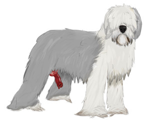 animal_genitalia animal_penis canine_genitalia canine_penis erection feral fur genitals grey_body grey_fur knot knotted_penis long_fur male multicolored_body multicolored_fur penis solo two_tone_body two_tone_fur white_body white_fur conditional_dnp hellion canid canine canis domestic_dog herding_dog mammal old_english_sheepdog pastoral_dog sheepdog