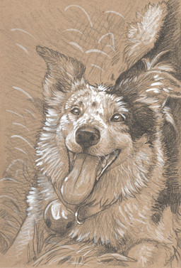 black_nose brown_eyes collar cowbell ears_up female feral fur fur_spots grass inner_ear_fluff lying multicolored_body multicolored_fur open_mouth plant solo teeth tongue tongue_out tuft cadmiumtea border_collie canid canine canis collie domestic_dog herding_dog mammal pastoral_dog sheepdog 2025 absurd_res chalk_(artwork) graphite_(artwork) hi_res mixed_media monochrome sepia traditional_media_(artwork)