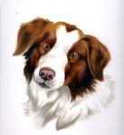 border_collie canine dog eattoast feral fluffy looking_at_viewer mammal original plain_background solo white_background
Rating: Safe
Score: 6
User: titaniachkt
Date: March 01, 2012 border_collie canine dog eattoast feral fluffy looking_at_viewer mammal original plain_background solo white_background
Rating: Safe
Score: 6
User: titaniachkt
Date: March 01, 2012
