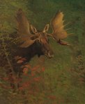 19th_century 2_horns absurd_res albert_bierstadt ancient_art antlers black_eyes brown_antlers brown_body brown_ears brown_fur deer feral forest formal_art fur hi_res horn leaf male mammal moose new_world_deer outside plant quadruped signature snout solo standing tree