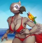 4_fingers ambiguous_gender anthro anthro_focus beach beak big_breasts bikini biped blush breasts cere_(anatomy) cleavage clothed clothing cloud detailed_background duo eyebrows eyelashes feathers female female_focus feral fingers heart_symbol midriff navel non-mammal_breasts open_beak open_mouth open_smile outside sand sea seaside skimpy sky smile solo_focus swimwear two-piece_swimsuit water fivel akai_(featherbutt) african_grey afrotropical_parrot avian bird jandaya neotropical_parrot parakeet parrot sun_parakeet true_parrot 2015 digital_media_(artwork) hi_res