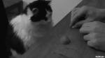 ambiguous_gender disembodied_hand drupe_(fruit) duo food fruit legume nut_(fruit) pea_(food) plant real shell vegetable walnut unknown_artist domestic_cat felid feline felis human mammal animated grandfathered_content greyscale low_res monochrome short_playtime