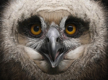 beak black_beak brown_body brown_feathers feathers feral neonate open_beak open_mouth photorealism realistic realistic_feral solo white_body white_feathers yellow_eyes young renum63 avian bird horned_owl owl true_owl 2014 artrage_(artwork) detailed digital_media_(artwork)