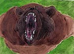 anthro bodily_fluids eyes_closed grass green_grass imminent_oral_vore imminent_vore male mouth_shot open_mouth plant prey_pov saliva saliva_on_tongue saliva_string sharp_teeth solo teeth tongue uvula vore bigbadbear big_bad_bear canid canine canis domestic_dog mammal colored painting_(artwork)