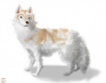 ambiguous_gender canine dog feral husky mammal pcred566 plain_background solo white_background
Rating: Safe
Score: 0
User: Hyper_Beam
Date: February 17, 2014