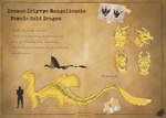 ambiguous_gender expressions feral solo text dungeons_and_dragons hasbro mythology wizards_of_the_coast dragon eastern_dragon gold_dragon mythological_creature mythological_scalie scalie digital_media_(artwork) english_text hi_res model_sheet