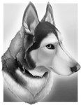 black_collar black_nose border collar feral fur gradient_background grey_background grey_body grey_eyes grey_fur light male mouth_closed multicolored_body multicolored_fur simple_background solo white_body white_border white_fur maticdesigns milo_the_husky canid canine canis domestic_dog husky mammal nordic_sled_dog siberian_husky spitz 2024 artist_name bust_portrait dated digital_drawing_(artwork) digital_media_(artwork) english_description greyscale hi_res lighting monochrome portrait shaded three-quarter_portrait male_(lore)