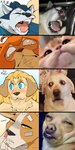 ahoge ambiguous_gender anthro bandage blonde_hair blue_body blue_eyes blue_fur blush bodily_fluids breast_pillow breasts cleavage clenched_teeth clothed clothing dialogue drooling eyes_closed female floppy_ears fur group hair looking_at_viewer multicolored_body multicolored_fur neck_tuft open_mouth orange_body orange_fur pawpads picking_nose pupils real saliva scar sharp_teeth sleeping sound_effects square_pupils sweat tan_body tan_fur tears teeth text tongue tongue_out tuft two_tone_body two_tone_fur unusual_pupils vowelless vowelless_sound_effect white_body white_fur yellow_body yellow_eyes yellow_fur zzz ceehaz dog_knight_rpg jeane_(ceehaz) maci_(ceehaz) nix_(ceehaz) safira_(ceehaz) bird_dog canid canine canis domestic_cat domestic_dog felid feline felis golden_retriever herding_dog hunting_dog husky mammal nordic_sled_dog pastoral_dog pomeranian retriever spitz welsh_corgi 1:2 2021 english_text hi_res meme redraw reference_image