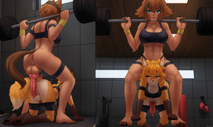 all_fours alternate_species animal_genitalia animal_penis anthro anus anus_pocket athletic athletic_gynomorph athletic_intersex athletic_wear balls big_balls big_penis blue_eyes bodily_fluids boxing_gloves breasts brown_body brown_fur brown_hair butt canine_genitalia canine_penis claws clothed clothing countershade_face countershade_fur countershade_torso countershading detailed_background duo erection fur furrification genital_fluids genitals gym gynomorph gynomorph/gynomorph hair handwear imminent_sex intersex intersex/intersex knot monster_girl_(genre) muscular muscular_gynomorph muscular_intersex nipple_outline orange_body orange_eyes orange_fur orange_hair orange_tail penis penis_size_difference perineum precum red_penis squats sweat sweaty_breasts sweaty_butt sweaty_legs sweaty_thighs tail weights white_body white_fur wristband seraziel monster_musume sewayaki_kitsune_no_senko-san polt_(monster_musume) senko-san canid canine fox japanese_kobold mammal 2024 5:3 hi_res