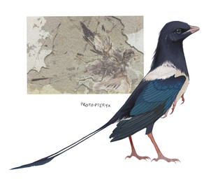 ambiguous_feral ambiguous_gender beak blue_body feathers feral fossil navy_body pink_body simple_background standing tail tail_feathers talon_hands white_background white_body winged_arms wings jejejunum avian dinosaur feathered_dinosaur feathered_scalie hybrid prehistoric_species reptile scalie hi_res