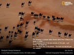 2005 4:3 ambiguous_gender camel camelid desert dromedary english_text fatty_humps feral george_steinmetz group mammal national_geographic optical_illusion outside real text