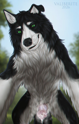 animal_genitalia animal_penis balls black_white_body bodily_fluids canine_genitalia canine_penis cloud cum erection feral first_person_view fluffy forest fur genital_fluids genitals knot looking_at_viewer low-angle_view male male_feral musk nature penis plant prepuce quadruped sheath solo standing steam sweat tree valiberite skuru_(character) border_collie canid canine canis collie domestic_dog herding_dog mammal pastoral_dog sheepdog absurd_res hi_res