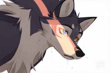 ambiguous_gender black_eyebrows black_nose blue_eyes eyebrows feral fur grey_body grey_fur heterochromia orange_eyes quadruped simple_background snout solo tan_body tan_fur wet wet_body wet_fur white_background azzai azzai_wanderia_(azzai) canid canine canis mammal wolf 2026 3:2 colored colored_sketch digital_drawing_(artwork) digital_media_(artwork) shaded sketch