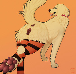 animal_genitalia animal_vulva anus bodily_fluids brown_eyes canine_genitalia canine_vulva clothing collar female feral fur genital_fluids genitals holidays legwear lingerie red_anus red_collar red_paws red_vulva solo thigh_highs vaginal_fluids vulva yellow_body yellow_fur nauticalcanine halloween crissie_(scooby-doo) bird_dog canid canine canis domestic_dog golden_retriever hunting_dog mammal retriever absurd_res hi_res