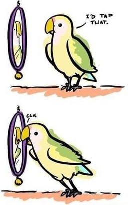 ambiguous_gender beak feral glass humor looking_at_mirror looking_at_object mirror pun reflection solo visual_pun coelasquid avian bird parakeet parrot true_parrot comic digital_media_(artwork)