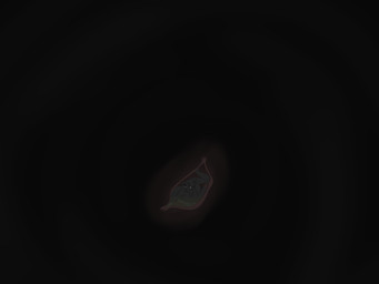 anthro black_body black_fur bodily_fluids compression digitigrade forced fur grimace male organs scared solo stomach stomach_acid unwilling_prey vore x-ray_view mangomutt canid canine mammal 4:3 hi_res
