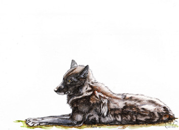 ambiguous_gender black_body black_fur black_nose brown_body brown_fur feral fur logo mouth_closed side_view solo yellow_eyes kola_(artist) canid canine mammal 2015 artist_logo dated signature traditional_media_(artwork)