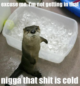 ambiguous_gender black_nose brown_body brown_fur caption feral fur humor ice ice_bath racial_slur real solo tail text unknown_artist mammal mustelid otter english_text grandfathered_content meme