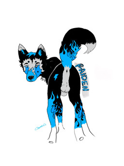 animal_genitalia anus backsack balls black_body black_fur blue_body blue_fur feral fully_sheathed fur genitals looking_at_viewer looking_back looking_back_at_viewer male nude raised_tail seductive sheath simple_background solo standing tail white_background 40-below raiden canid canine canis domestic_dog husky mammal nordic_sled_dog spitz hi_res