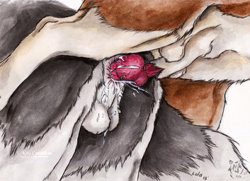 anal anal_knotting anal_penetration anatomically_correct anatomically_correct_genitalia anatomically_correct_penis animal_genitalia animal_penis ass_to_ass balls bodily_fluids canine_genitalia canine_penis close-up cum cum_drip cum_from_ass cum_in_ass cum_inside cum_on_balls cum_splatter dripping duo erection feral feral_on_feral feral_penetrated feral_penetrating feral_penetrating_feral genital_fluids genitals knot knotting leaking_cum low-angle_view male male/male male_penetrated male_penetrating male_penetrating_male nude orgasm penetration penis raised_leg sex simple_background unknotting white_background kola_(artist) border_collie canid canine canis collie domestic_dog german_shepherd herding_dog mammal pastoral_dog sheepdog 2015 painting_(artwork) traditional_media_(artwork) traditional_painting_(artwork) traditional_watercolor_(artwork) watercolor_(artwork)