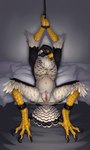 andromorph animal_genitalia ankle_cuffs anthro bdsm bed big_clitoris bird_legs black_body black_feathers bondage bound claws clitoris cloaca cuff_(restraint) feather_hair feathers front_view furniture genitals grey_background hands_above_head hands_tied head_down intersex looking_at_viewer mastectomy_scar nude on_bed pillow pseudo_hair restraints rope scar simple_background solo spread_legs spreader_bar spreading toe_claws visibly_trans white_body white_feathers chubchow ianto_(steelperegrine) avian bird falcon falconid peregrine_falcon 2025 3:5 absurd_res hi_res trans_(lore) trans_man_(lore)