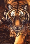 ambiguous_gender black_body black_fur black_stripes brown_sclera feral fur looking_at_viewer multicolored_body multicolored_fur orange_body orange_fur pink_nose prowling realistic solo striped_body stripes whiskers white_body white_fur yellow_eyes blotch felid mammal pantherine tiger 2015 painting_(artwork) portrait traditional_media_(artwork)