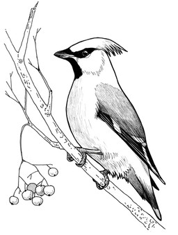 ambiguous_feral ambiguous_gender beady_eyes beak claws feathered_wings feathers feral head_feathers mouth_closed side_view simple_background solo tail tail_feathers wings heatherwolf avian bird oscine passerine waxwing monochrome
