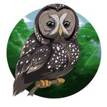 ambiguous_gender black_body black_eyes black_feathers circle_background feathers feet feral grey_body grey_feathers plant simple_background talons toes tree white_background ignigeno guardians_of_ga'hoole hortense_(gogh) avian bird owl spotted_owl strix_(genus) true_owl 1:1