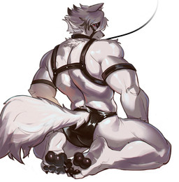 anthro barazoku bdsm biceps bondage bound butt clothed clothing fantasizing feral fetish_gear fur glutes gynomorph hot_dogging intersex leash leashed_viewer looking_at_viewer male male/male muscular muscular_male oiled_body partially_clothed pawpads paws pecs playing red_eyes sex simple_background solo tail underwear undressed white_body white_fur arcanodraws mihoyo zenless_zone_zero von_lycaon canid canine canis mammal taur wolf absurd_res hi_res