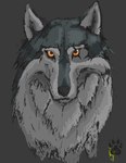 ambiguous_gender eye_scar facial_scar fur grey_background grey_body grey_fur looking_at_viewer scar simple_background solo white_body white_fur wolfdawg montana_(wolfdawg) canid canine canis mammal wolf headshot_portrait hi_res portrait