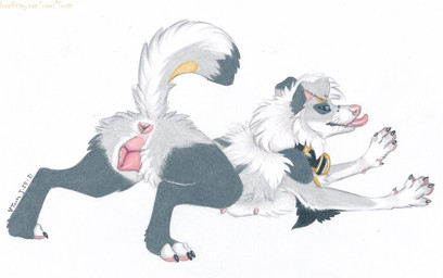 anatomically_correct anatomically_correct_anus anatomically_correct_genitalia anatomically_correct_vulva animal_genitalia animal_vulva anus ass_up bedroom_eyes black_body blue_eyes butt canine_genitalia canine_vulva ear_piercing female feral floppy_ears fur genitals grey_body grey_fur looking_at_viewer multi_nipple multicolored_body multicolored_fur narrowed_eyes nipples pawpads paws piercing pink_anus pink_nipples pink_pawpads pink_tongue pink_vulva plump_labia presenting presenting_anus presenting_hindquarters presenting_vulva quadruped raised_tail ring_piercing seductive simple_background solo tail text tongue tongue_out vulva white_background white_body white_fur toots rayne_ledoux_iii_(daemon_lady) canid canine canis domestic_dog mammal 2023 artist_name dated english_text traditional_media_(artwork)