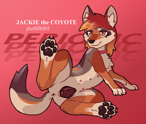 anatomically_correct anatomically_correct_genitalia animal_genitalia animal_vulva anus bedroom_eyes butt canine_genitalia canine_vulva collar collar_only digitigrade feet female feral foot_focus fur genitals hair hindpaw lying multi_nipple multicolored_body multicolored_fur narrowed_eyes nipples nude on_side orange_body orange_eyes orange_fur pawpads paws presenting presenting_hindquarters presenting_vulva raised_leg red_hair seductive solo spread_legs spreading tail teats vulva periodic jackie_(puddlebit) canid canine canis coyote mammal