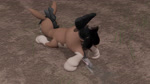 anal anal_penetration animal_genitalia animal_penis anus balls disembodied_penis duo equine_genitalia equine_penis feral feral_on_feral genitals male male/male male_penetrated male_penetrating male_penetrating_male penetration penis sex anthan nintendo pokemon equid equine generation_7_pokemon mammal mudbray pokemon_(species) 16:9 3d_(artwork) 3d_animation animated digital_media_(artwork) hi_res no_sound short_playtime webm widescreen
