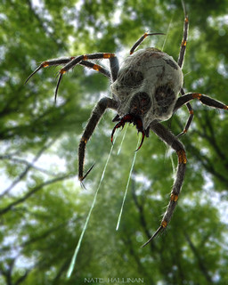 ambiguous_gender blurred_background bone feral forest outside plant skull sky solo spider_web text tree nate_hallinan majora's_mask nintendo the_legend_of_zelda arachnid arthropod skulltula spider 2014 4:5 artist_name detailed digital_drawing_(artwork) digital_media_(artwork) hi_res signature